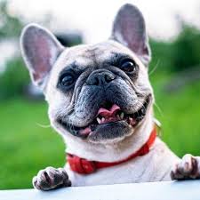 Golden Retriever Mix