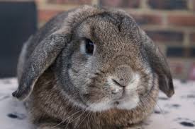 Dwarf Rabbit